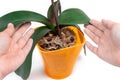 Female hands touch the leaves of the phalaenopsis orchid in an orange pot on a white background. Houseplant care concept Royalty Free Stock Photo