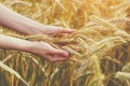 Female hands touching and holding wheat ears, freedom, healthy lifestyle, organic farming, harvest time