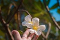 Female hands with tropical plumeria flower in Asia Royalty Free Stock Photo