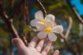 Female hands with tropical plumeria flower in Asia Royalty Free Stock Photo