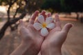 Female hands with tropical plumeria flower in Asia Royalty Free Stock Photo