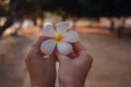Female hands with tropical plumeria flower in Asia Royalty Free Stock Photo