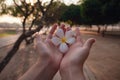 Female hands with tropical plumeria flower in Asia Royalty Free Stock Photo