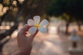 Female hands with tropical plumeria flower in Asia Royalty Free Stock Photo