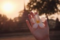 Female hands with tropical plumeria flower in Asia Royalty Free Stock Photo