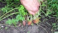 Female hands uproot carrots