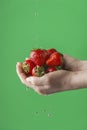 Female hands washing strawberry on the green saturated background. Concept of the importance of washing fruits Royalty Free Stock Photo