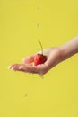 Female hands washing strawberry on the yellow saturated background. Concept of the importance of washing fruits Royalty Free Stock Photo