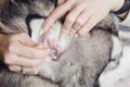 Female hands with white nails cleaning dog ear with cotton swab Royalty Free Stock Photo