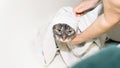 Female hands wiping a gray cat with a towel. Funny green-eyed cat taking a bath, close-up