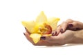 Female hands and yellow orchid on white background Royalty Free Stock Photo
