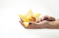 Female hands and yellow orchid on white background Royalty Free Stock Photo