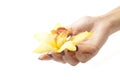 Female hands and yellow orchid on white background Royalty Free Stock Photo