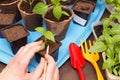 Female hands with young little plant in pot. Growing, seeding, transplant seedling, houseplant, vegetables at home Royalty Free Stock Photo