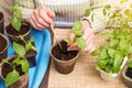 Female hands with young little plant in pot. Growing, seeding, transplant seedling, houseplant, vegetables at home Royalty Free Stock Photo