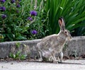 Female Hare Or Lepus Timidus