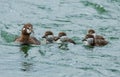 Female harlequin duck