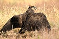 Female harrier eagle on the floor Royalty Free Stock Photo