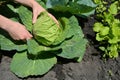 Female harvesting a fresh cabbage. Cabbage cultivation. Picking young cabbage. Growing young cabbage in woman hand in the garden