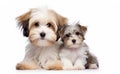 Female Havanese Dog with puppy