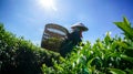 The female havesting the tea under sunlight in BaoLoc, they using them hans