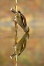 Female hawfinch sits on reed and drinks from a pool with beak under water level.