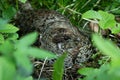 Female Hazel grouse, Tetrastes bonasia sitting on a nest in a lush boreal forest