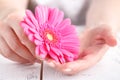 Female health care concept, pink gerbera in hands Royalty Free Stock Photo