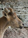 Screw-horned goat, markhur, close-up. Royalty Free Stock Photo