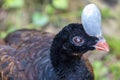 A female helmeted curassow (Pauxi pauxi) with rufous morph.