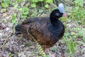 A female helmeted curassow (Pauxi pauxi) with rufous morph.