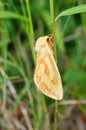 Female ghost moth Hepialus humuli Royalty Free Stock Photo