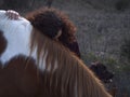 Female and her chocolate Labrador retriever forming bond with a piebald mare on an autumn day.