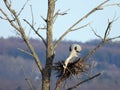 Great Blue Heron arranging twigs in tree nest.