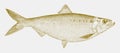 Female hickory shad alosa mediocris, marine fish from east coast of the united states Royalty Free Stock Photo
