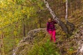 Female hiker trekking in the autumn forest Royalty Free Stock Photo