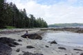 A female hiker walking along the ocean of the sandy beaches of nels bight and experimental bight, beside forest and the pacific Royalty Free Stock Photo