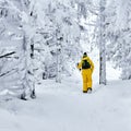 Female hiker walks through a winter forest looking into a handheld computer Royalty Free Stock Photo