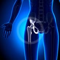 Female Hip Joint - Anatomy Bones Royalty Free Stock Photo