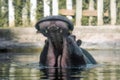 Female Hippo with open mouth Royalty Free Stock Photo