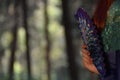 One girl holding peacock feather fan. details Royalty Free Stock Photo