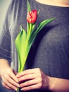 Female holding red flower. Royalty Free Stock Photo