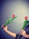 Female holding red flower. Royalty Free Stock Photo