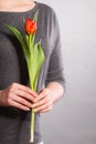 Female holding red flower. Royalty Free Stock Photo