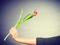 Female holding red flower. Royalty Free Stock Photo