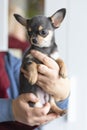 Female holding a small dog, purebred Chihuahua puppy on hand with love. adoption of pet. Royalty Free Stock Photo