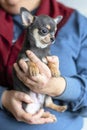 Female holding a small dog, purebred Chihuahua puppy on hand with love Royalty Free Stock Photo