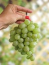 Female holding white grapes Royalty Free Stock Photo