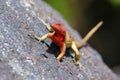 Female Hood lava lizard on Espanola Island, Galapagos National p