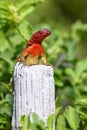 Female Hood lava lizard on Espanola Island, Galapagos National p